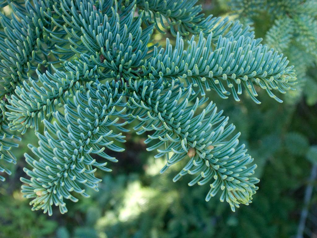 Abies nobilis (Noble Fir) - Bareroot - 30-45cm image 1