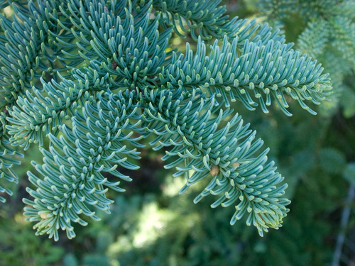 Abies nobilis (Noble Fir) - Bareroot - 30-45cm image 1