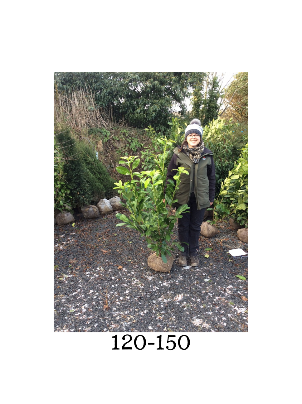 Prunus laurocerasus (Common Laurel) - Rootballed image 2