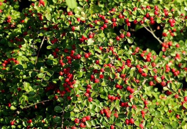 Cotoneaster x suec. 'Coral Beauty' - 2L Pot 20cm+ image 0