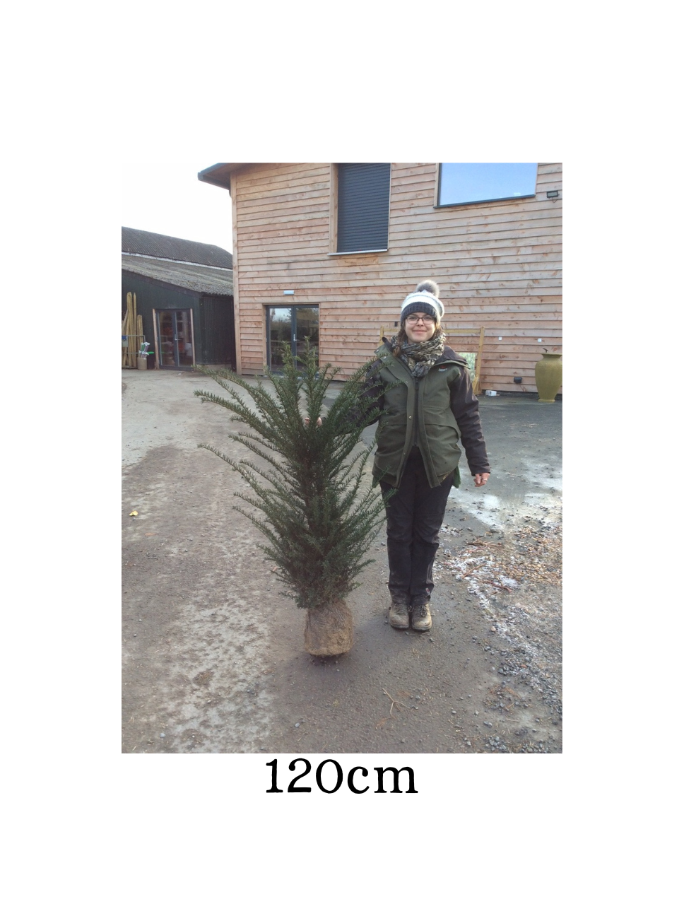 Taxus baccata (Yew) - Rootballed image 3