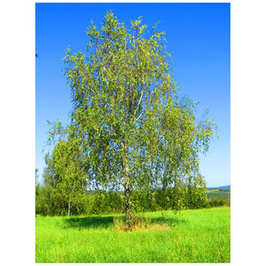Betula pendula 10L pot-2-2.5 m image 0