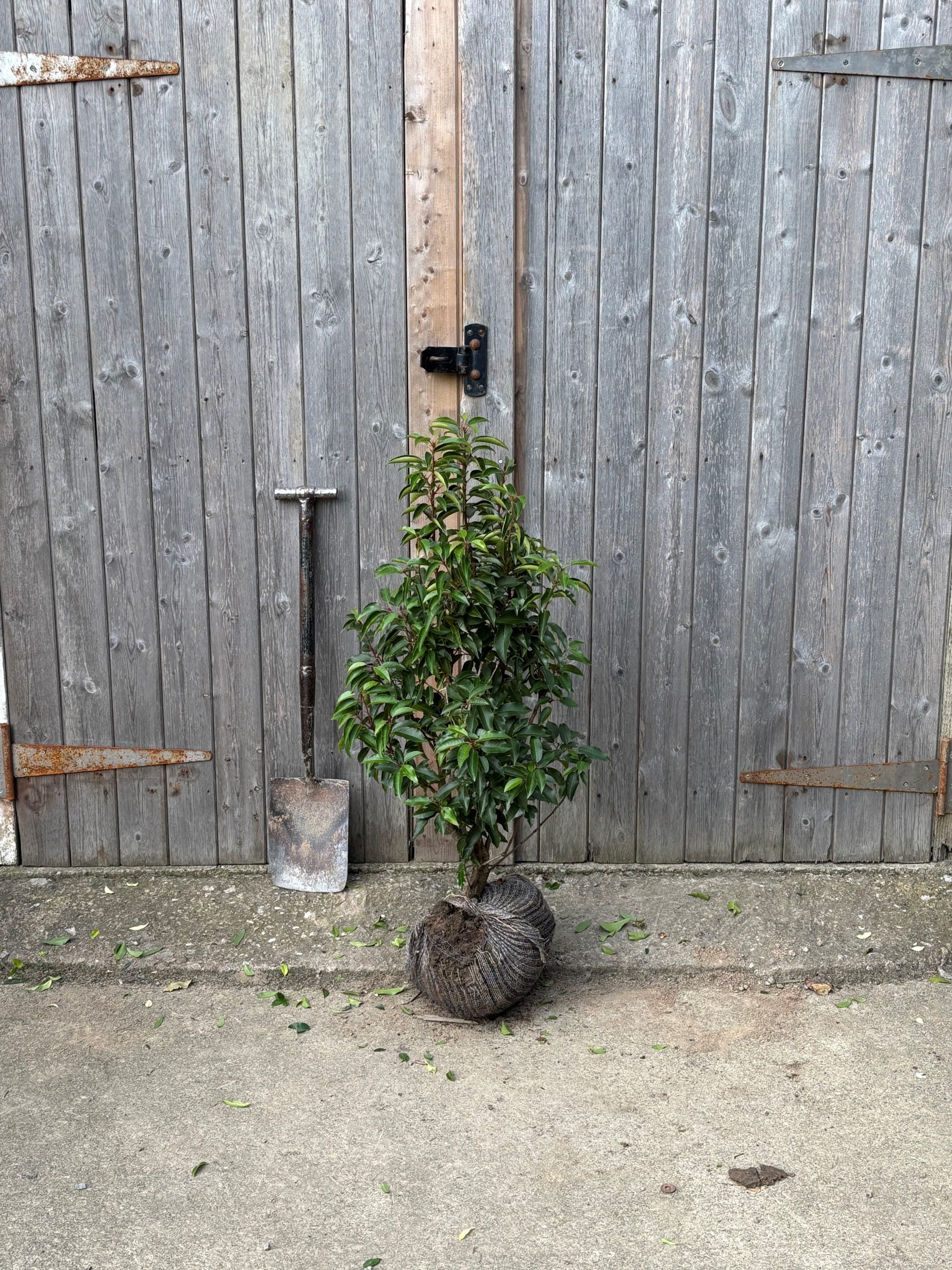 Prunus lusitanica (Portuguese Laurel) - Rootballed image 3