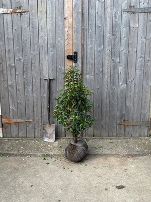 Prunus lusitanica (Portuguese Laurel) - Rootballed image 3