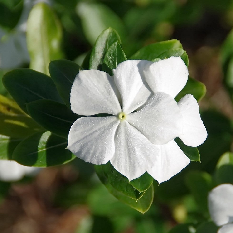 Vinca minor 'Alba' (Periwinckle)- 2L - Pot image 0