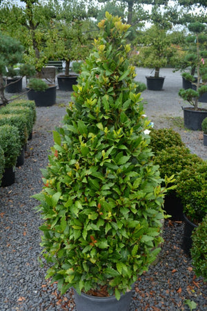 Laurus nobilis (Bay) - Cone image 0