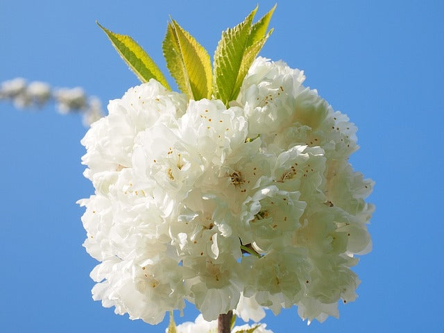 Prunus serrulata 'Shimidsu' 10L pot. image 0