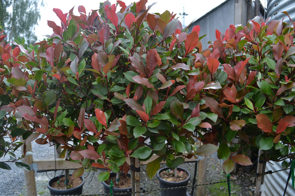 Photinia 'Red Robin' 1/2 std -10L pot - 90-100cm clear stem image 1