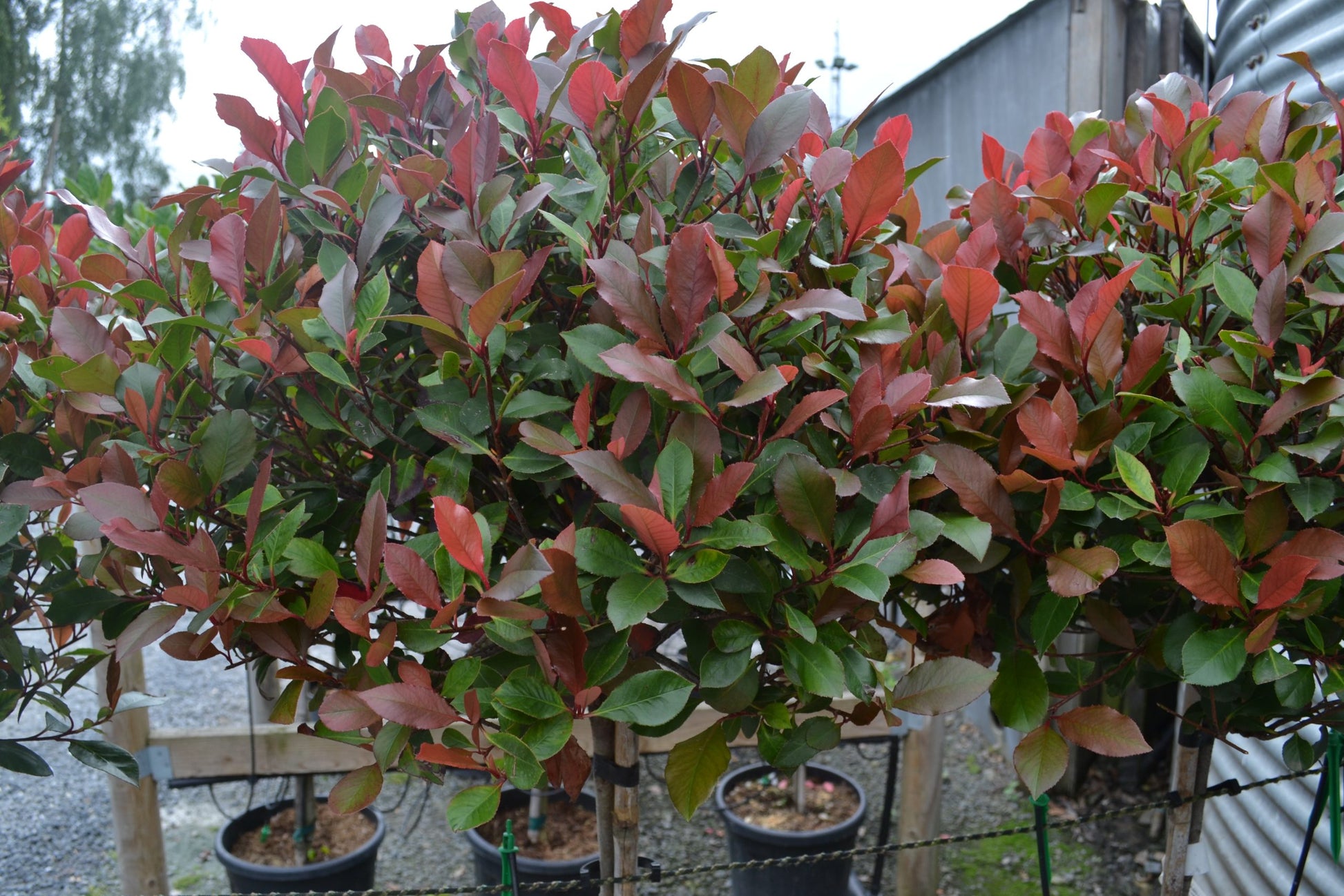 Photinia 'Red Robin' 1/2 std -10L pot - 90-100cm clear stem image 1