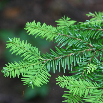 Tsuga heterophylla (Western Hemlock) - 45 - 60cm image 0