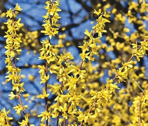 Forsythia intermedia 'Weekend'-12L pot image 0