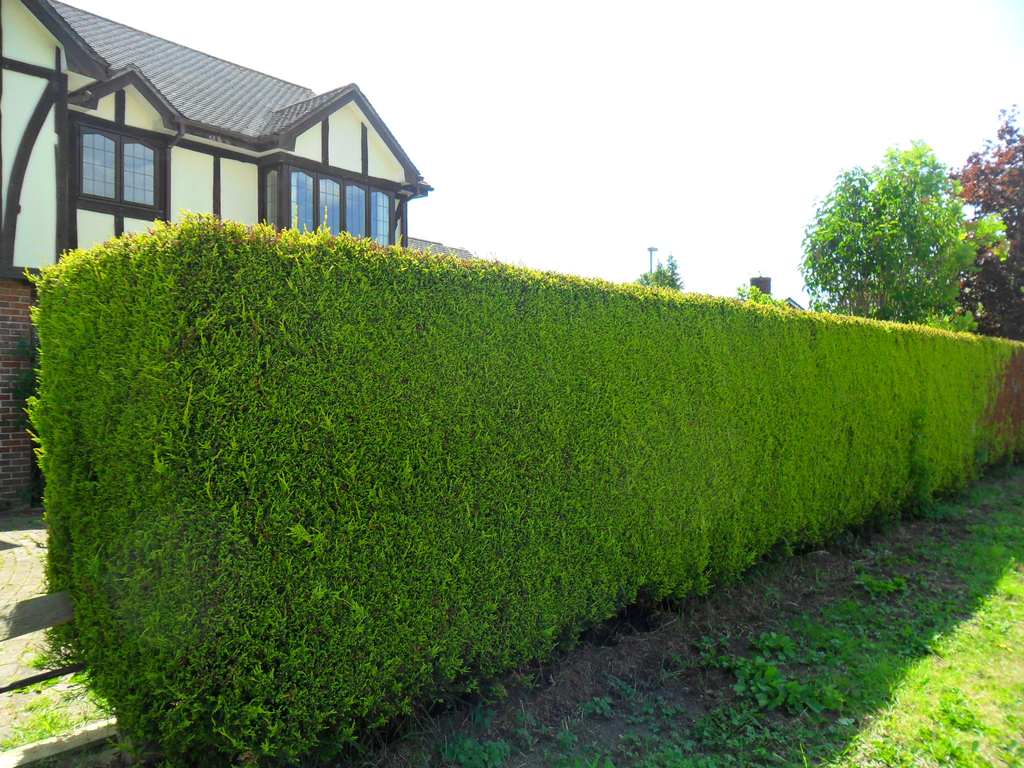 Cupressocyparis leylandii 'Robinson's Gold'  Rootballed 250 - 300cm image 0