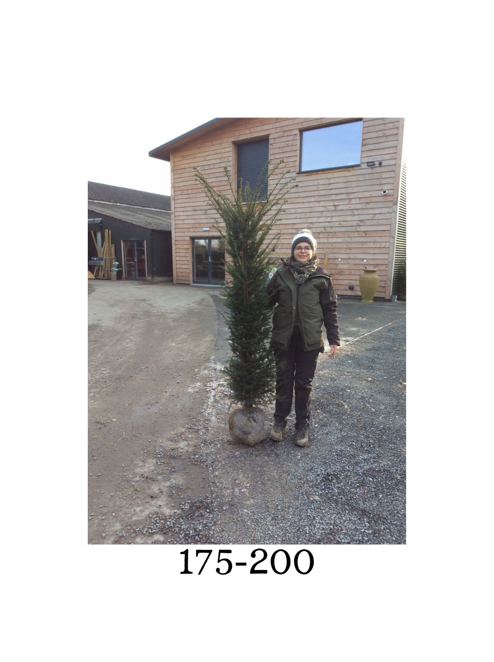 Taxus baccata (Yew) - Rootballed image 4
