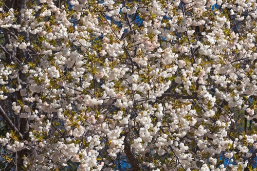 Prunus serrulata 'Shirotae' 10L pot.. image 0