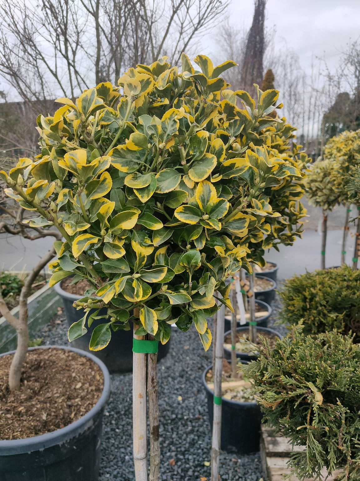 Euonymus japonicus 'Aureus' 1/2 std - 10L pot image 0