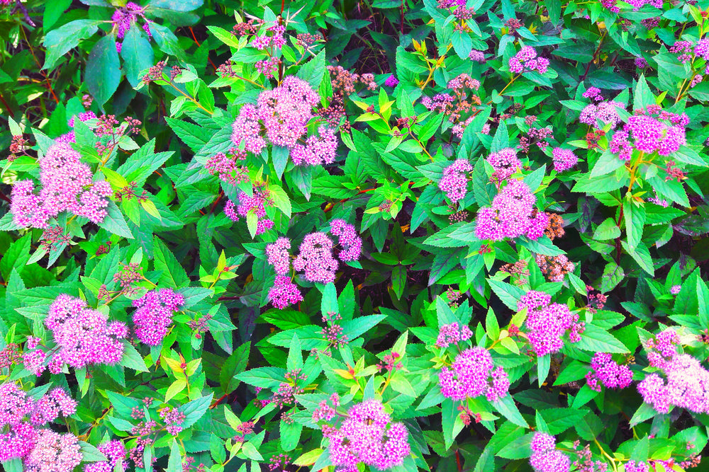 Spiraea 'Little Princess' - 2L Pot - 20cm+ image 0