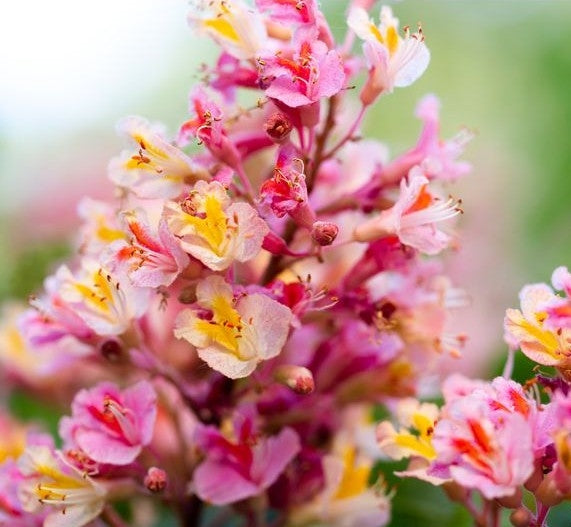Aesculus carnea 'Briotii' 10L pot image 0