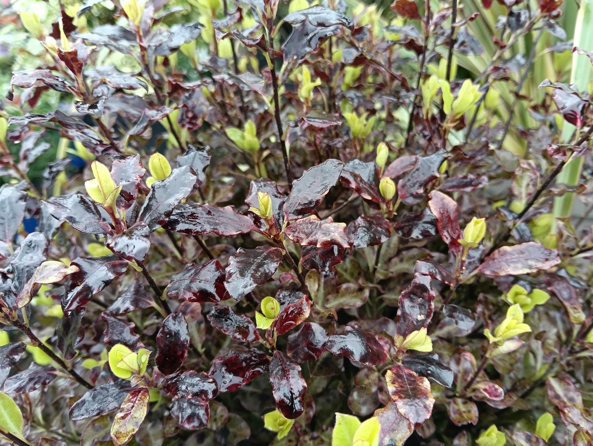 Pittosporum 'Tom Thumb' -5L pot image 1