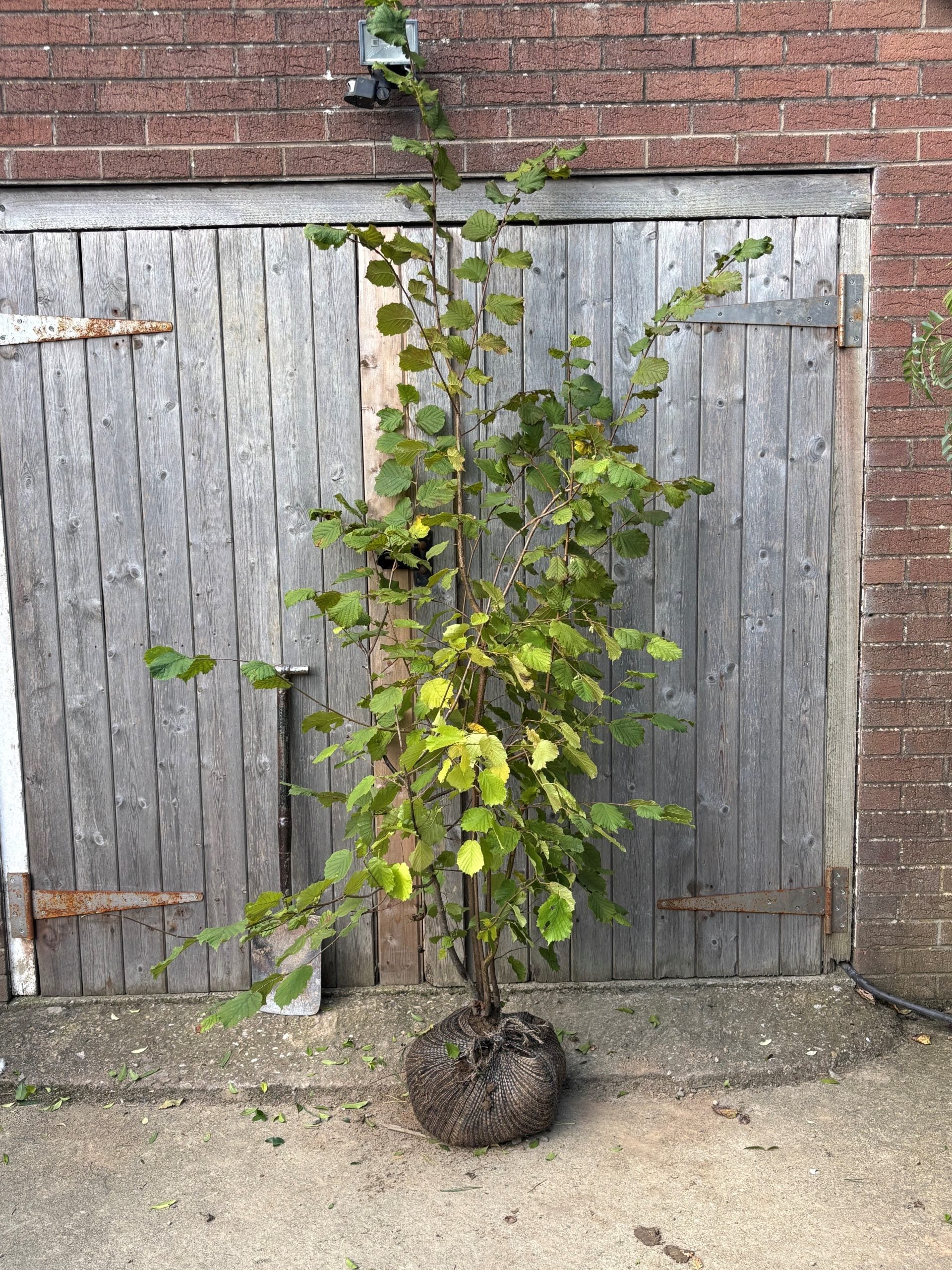 Corylus avellana (Europaean Hazel) -Root Balled 175-200cm image 1