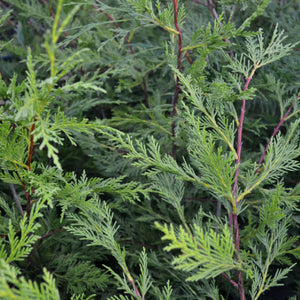 Cupressocyparis leylandii (Leylandii) - Rootballed - 150-175cm image 0