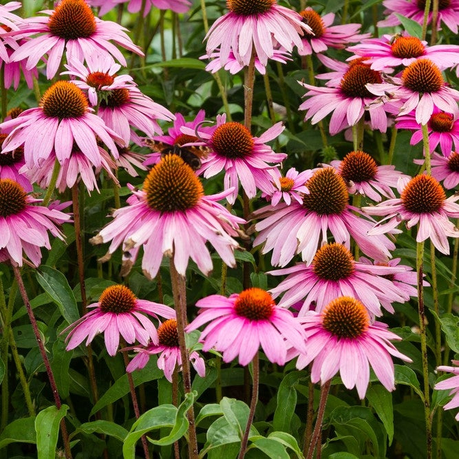 Echinacea purpurea- 2L pot image 0