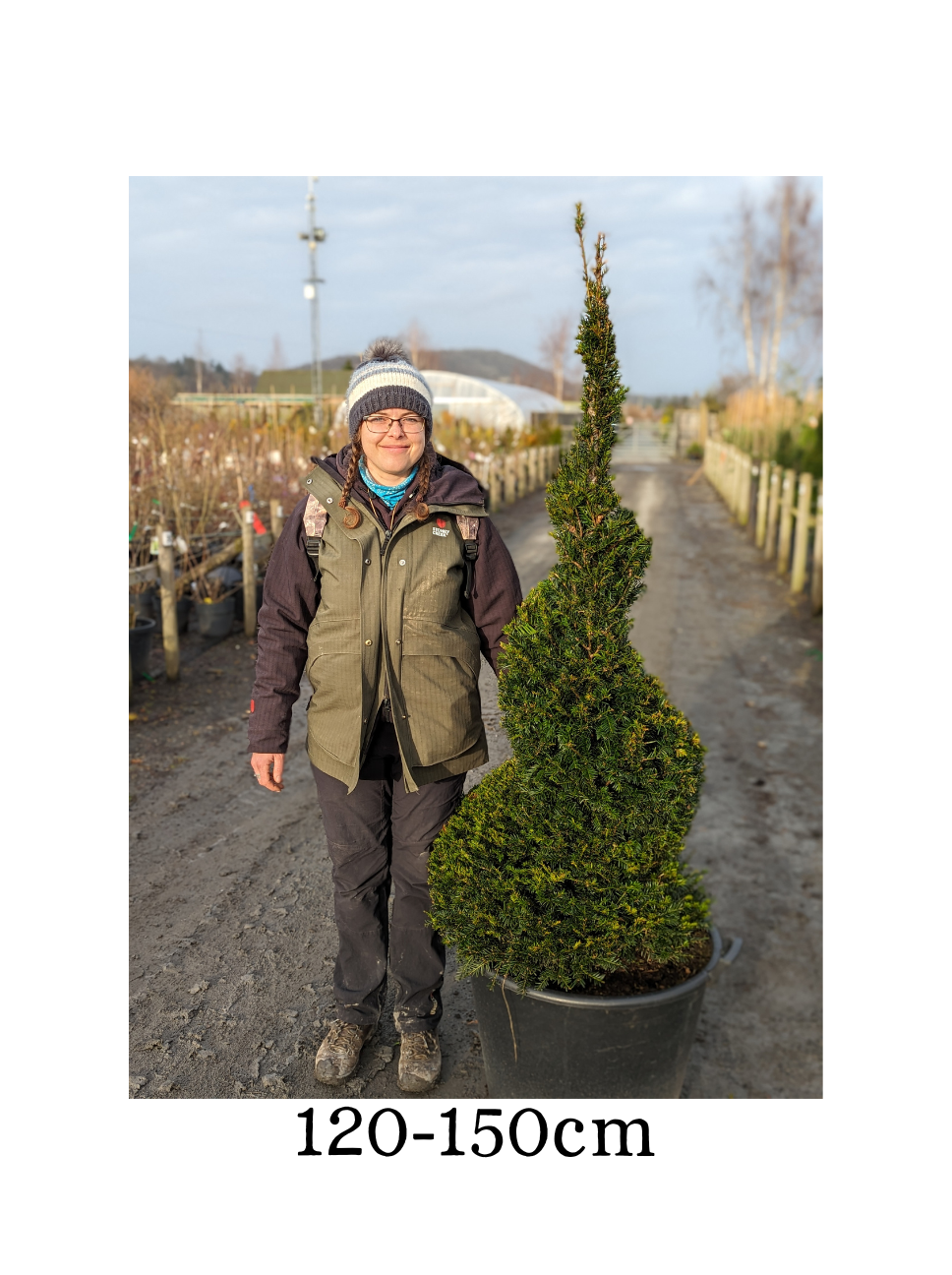 Taxus baccata (Yew) - Spiral image 1