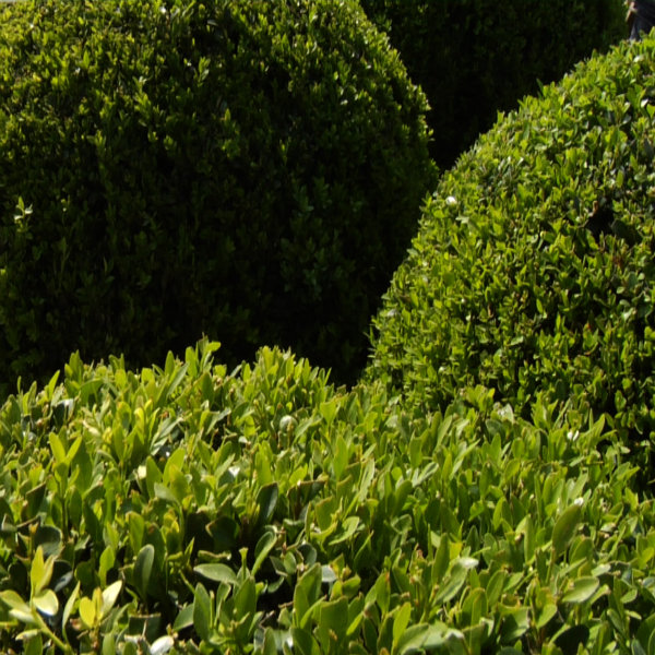 Buxus (Box) Ball image 0