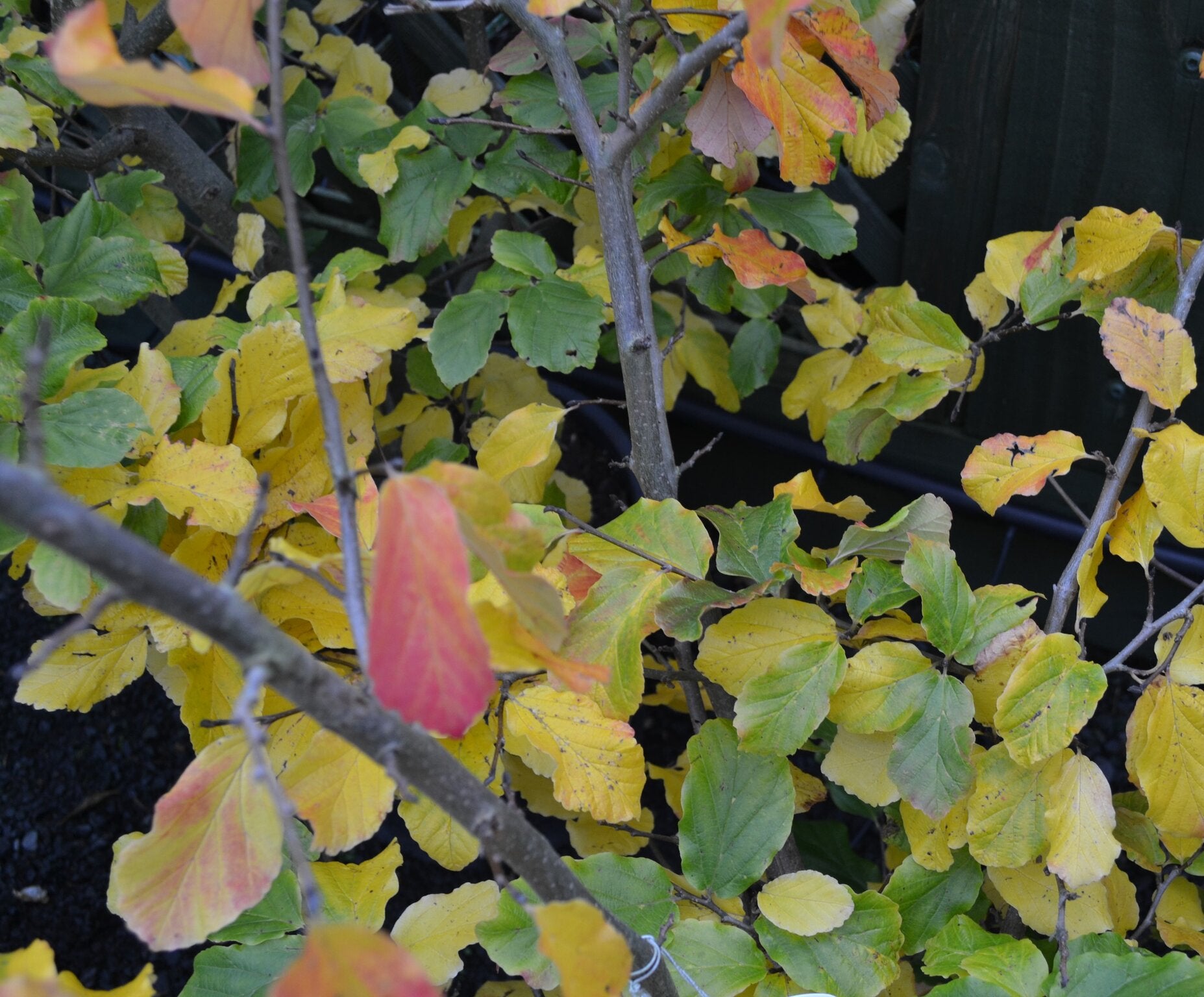 Parrotia persica (Persian Ironwood) -10L pot image 0