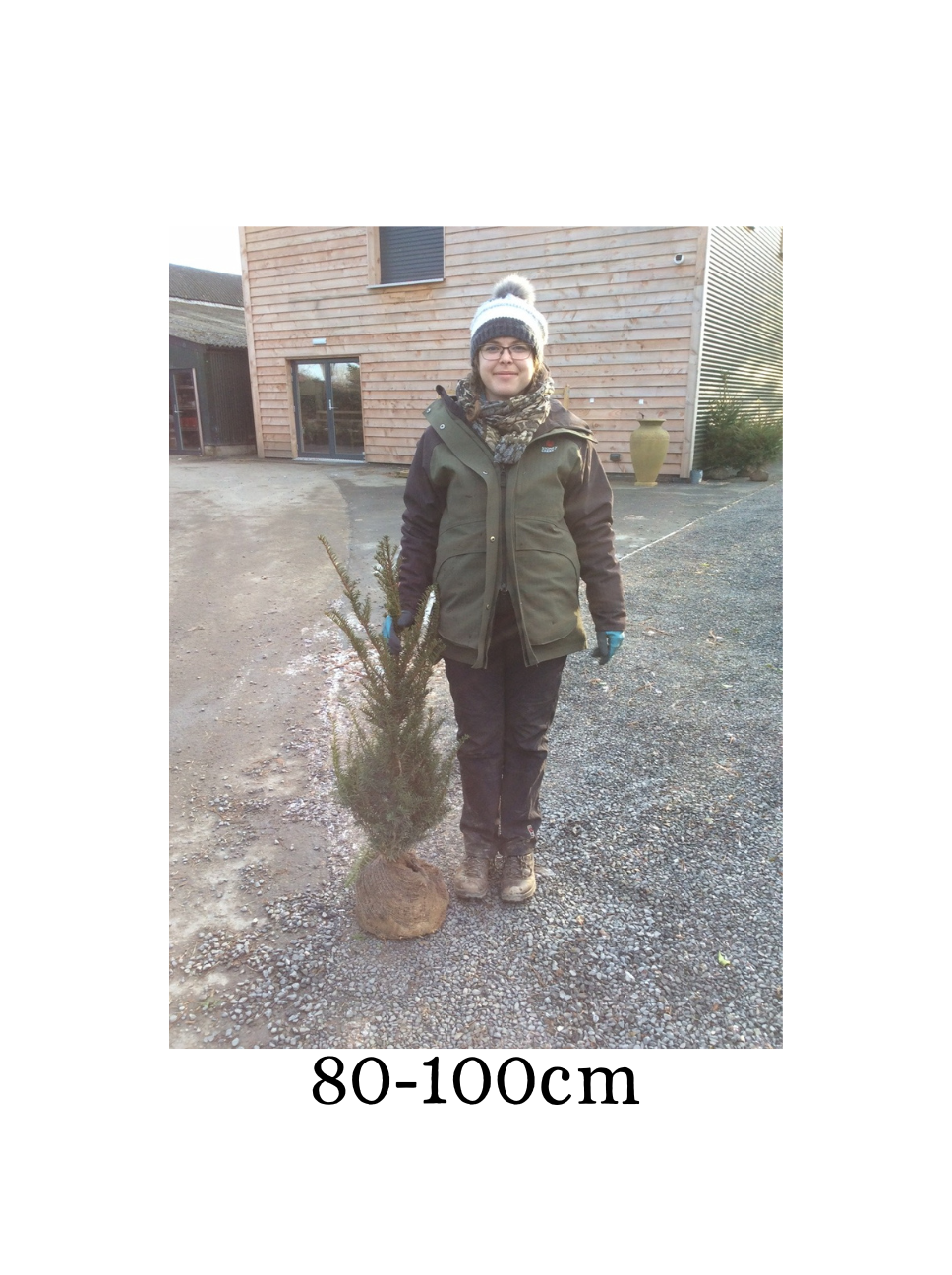 Taxus baccata (Yew) - Rootballed image 2