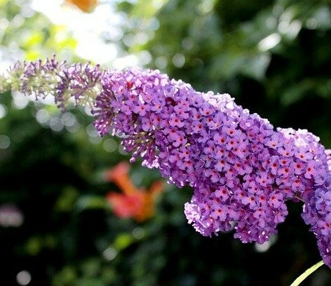 Buddleja 'Border Beauty' - 2L Pot image 0