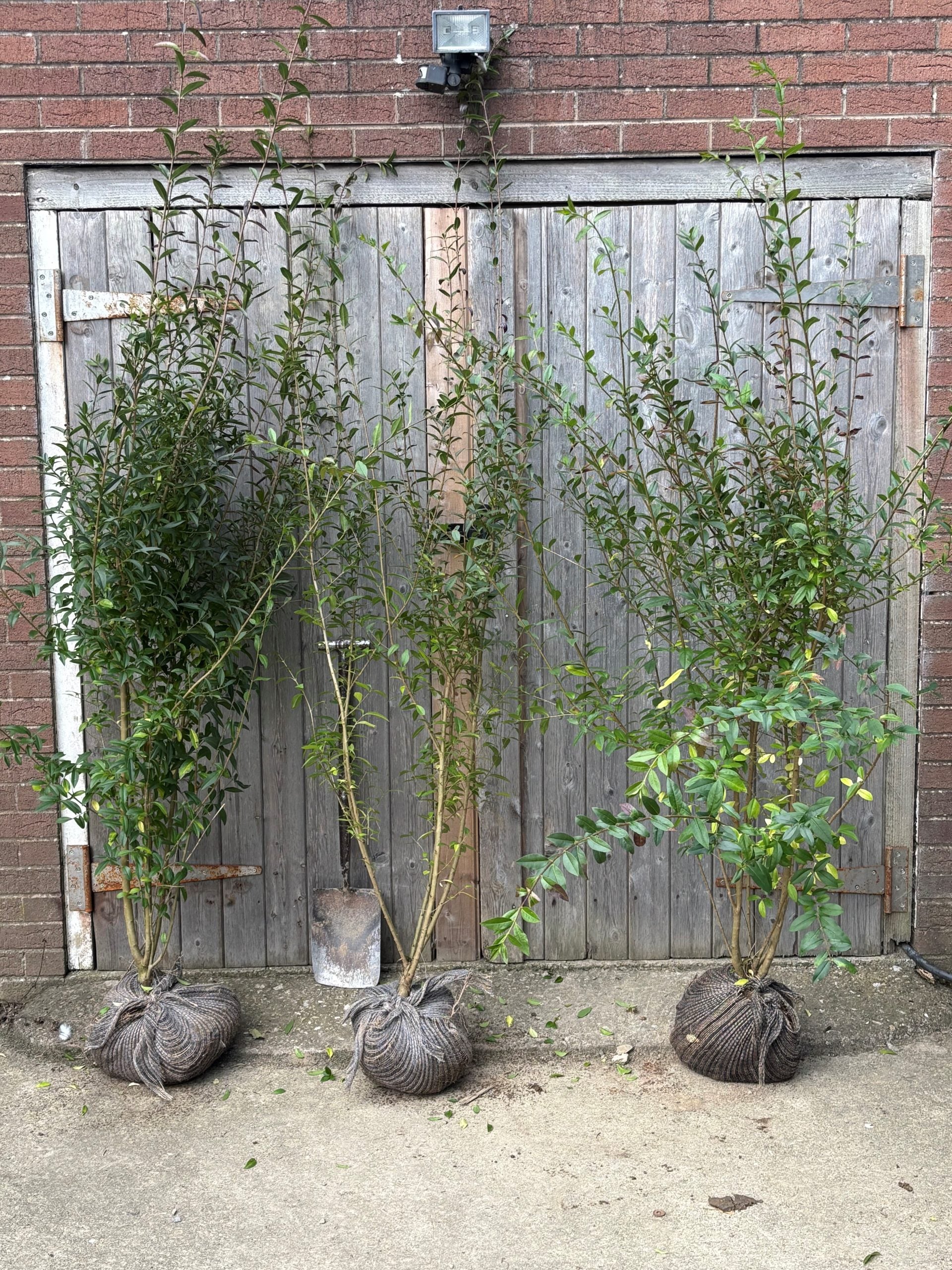 Ligustrum vulgare (Wild Privet) - Root Balled - 150-175cm image 2