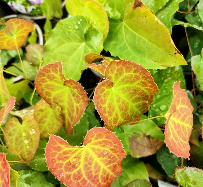 Epimedium grandiflorum x Rubrum- 2L pot image 0