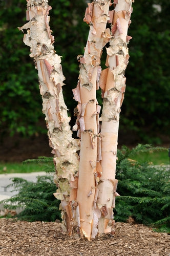 Betula nigra 10L pot image 0
