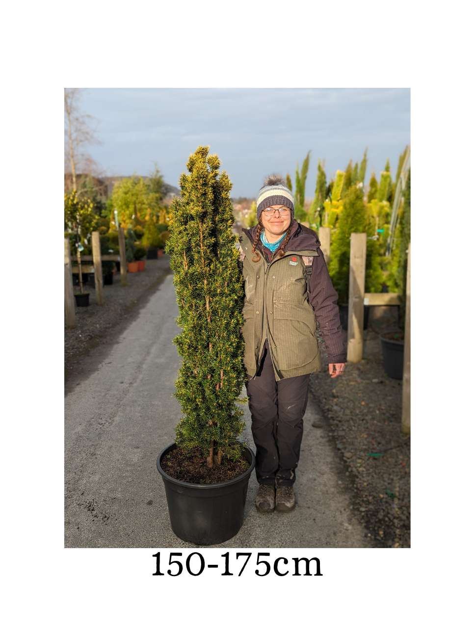 Taxus baccata 'Fastigiata Aurea' (Golden Irish Yew) image 1
