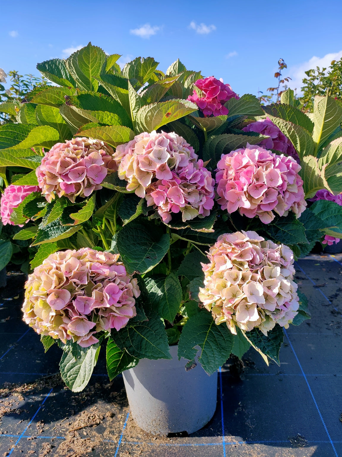 Hydrangea macrophylla 'Roze'-12L pot image 0