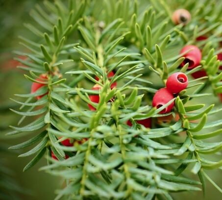 Taxus baccata (Yew) - 40 - 60cm image 0