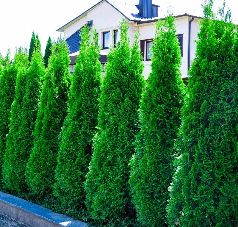 Thuja occidentalis 'Smaragd' (White Cedar Smargd) - Rootballed image 0