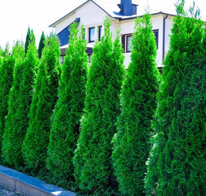 Thuja occidentalis 'Smaragd' (White Cedar Smargd) - Rootballed image 0