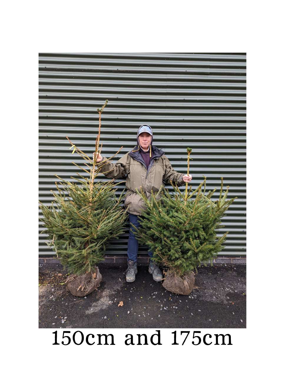 Picea abies (Norway Spruce) -Root balled- 150-175cm image 1