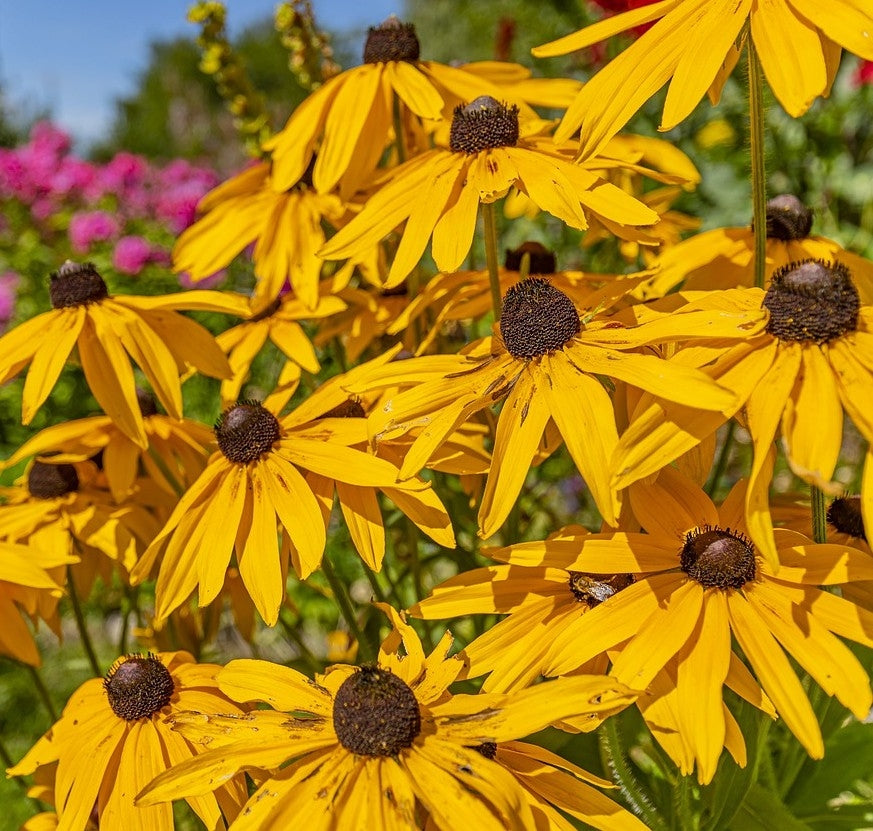 Rudbeckia fulgida 'Goldstrum' (Black Eyed Susan)- 2L pot image 0