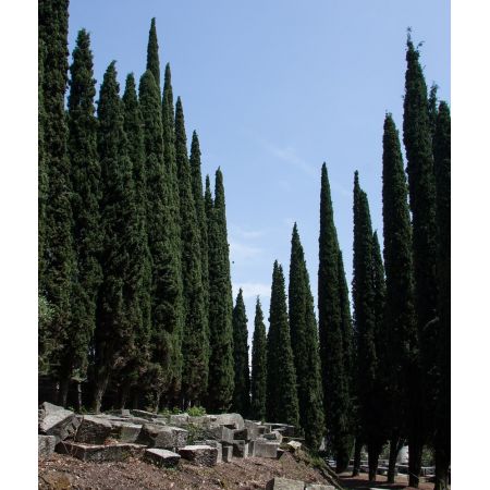 Cupressus sempervirens 'Totem' 175-200cm image 0