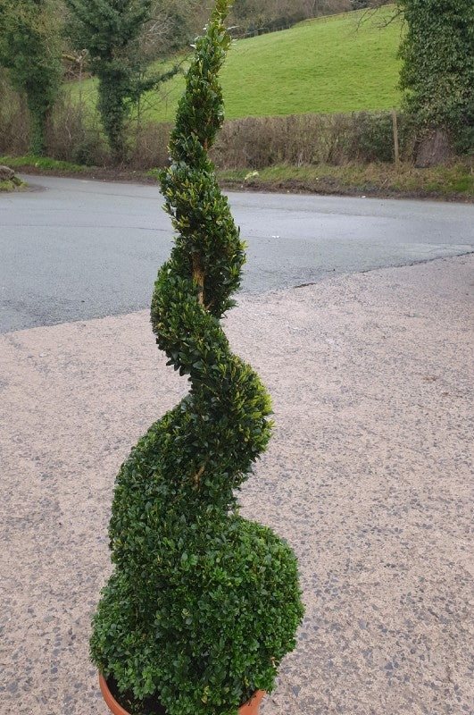 Buxus sempervirens (Box) Spiral -Box Spiral image 0