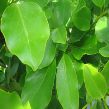 Griselinia littoralis - Potted image 0