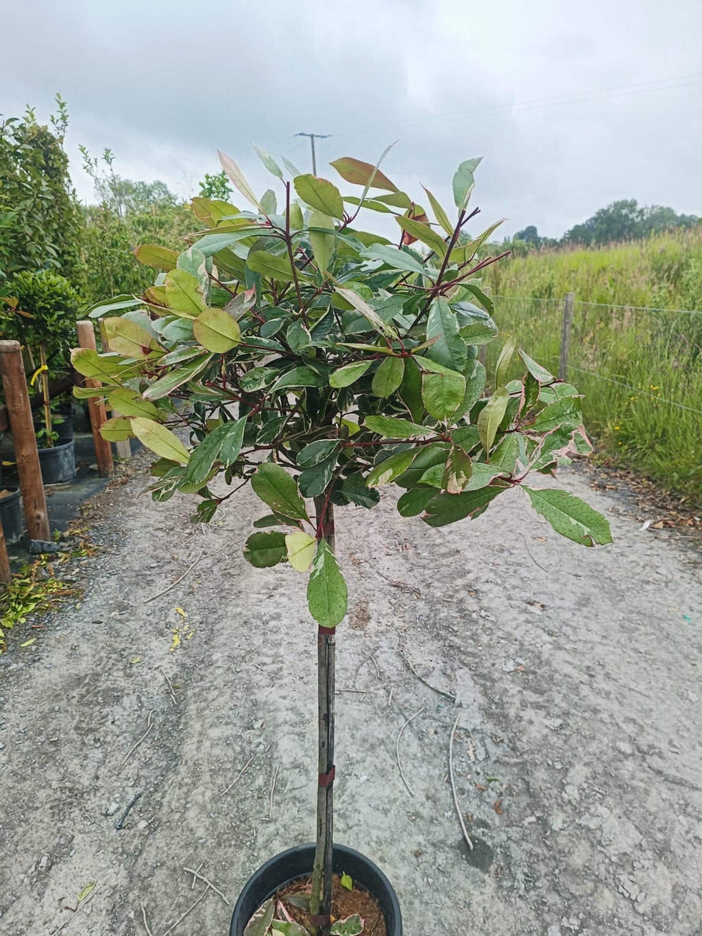 Photinia 'Pink Marble' 1/2 std-10L -90- 100cm stem image 1