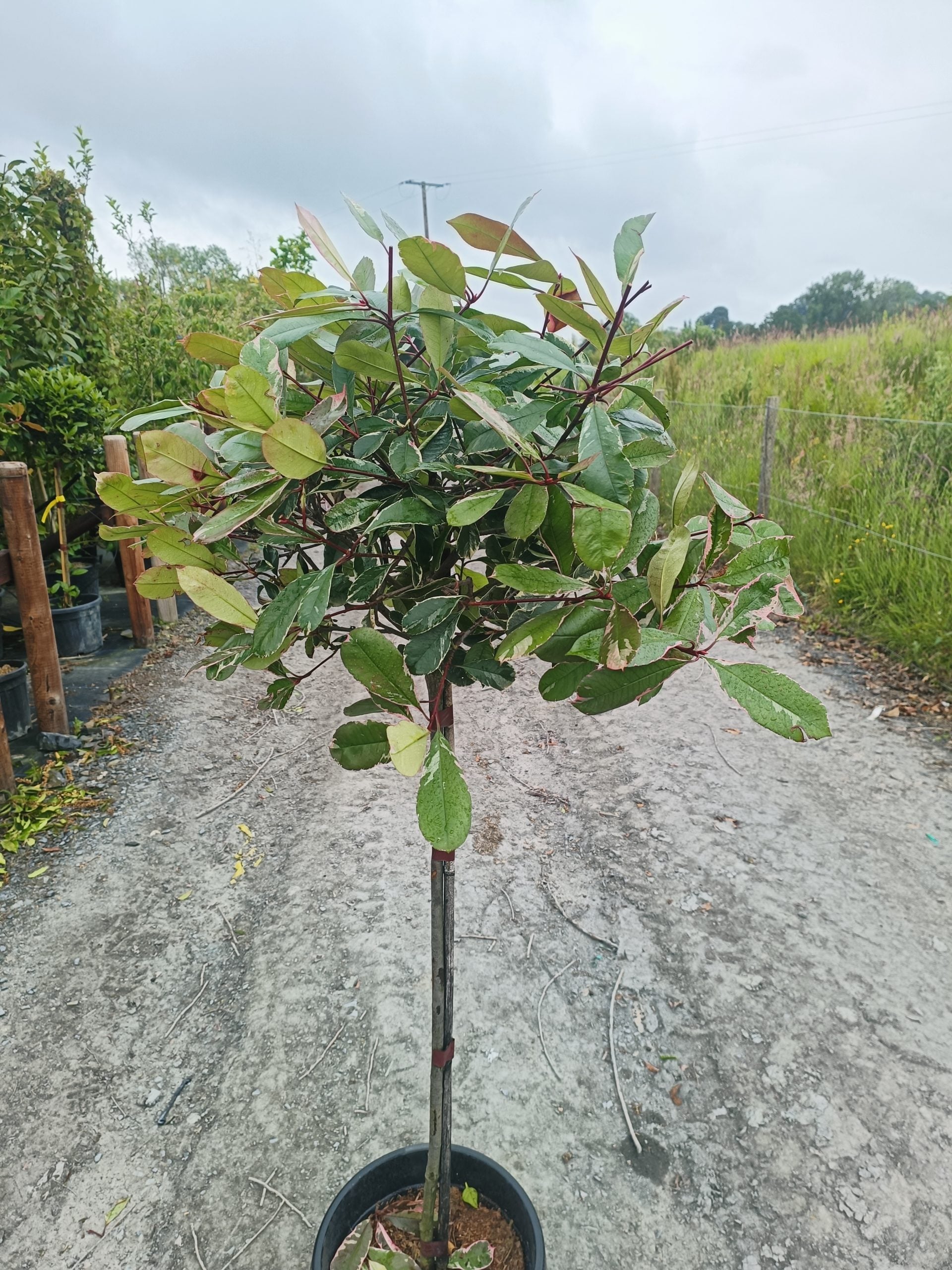 Photinia 'Pink Marble' 1/2 std-10L -90- 100cm stem image 1