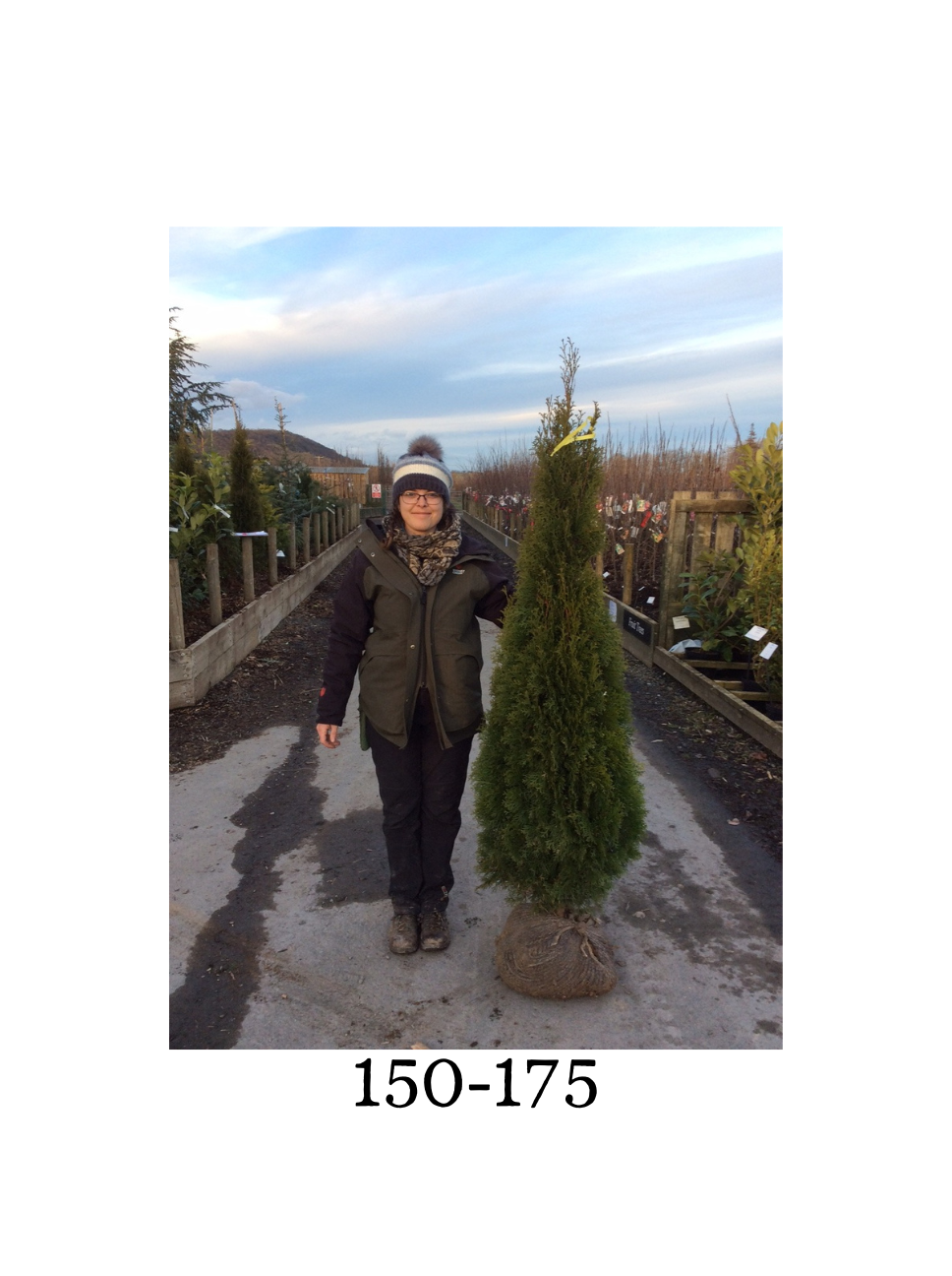 Thuja occidentalis 'Smaragd' (White Cedar Smargd) - Rootballed image 2