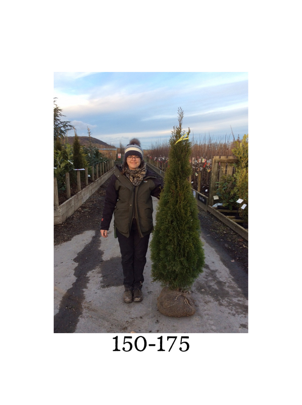 Thuja occidentalis 'Smaragd' (White Cedar Smargd) - Rootballed