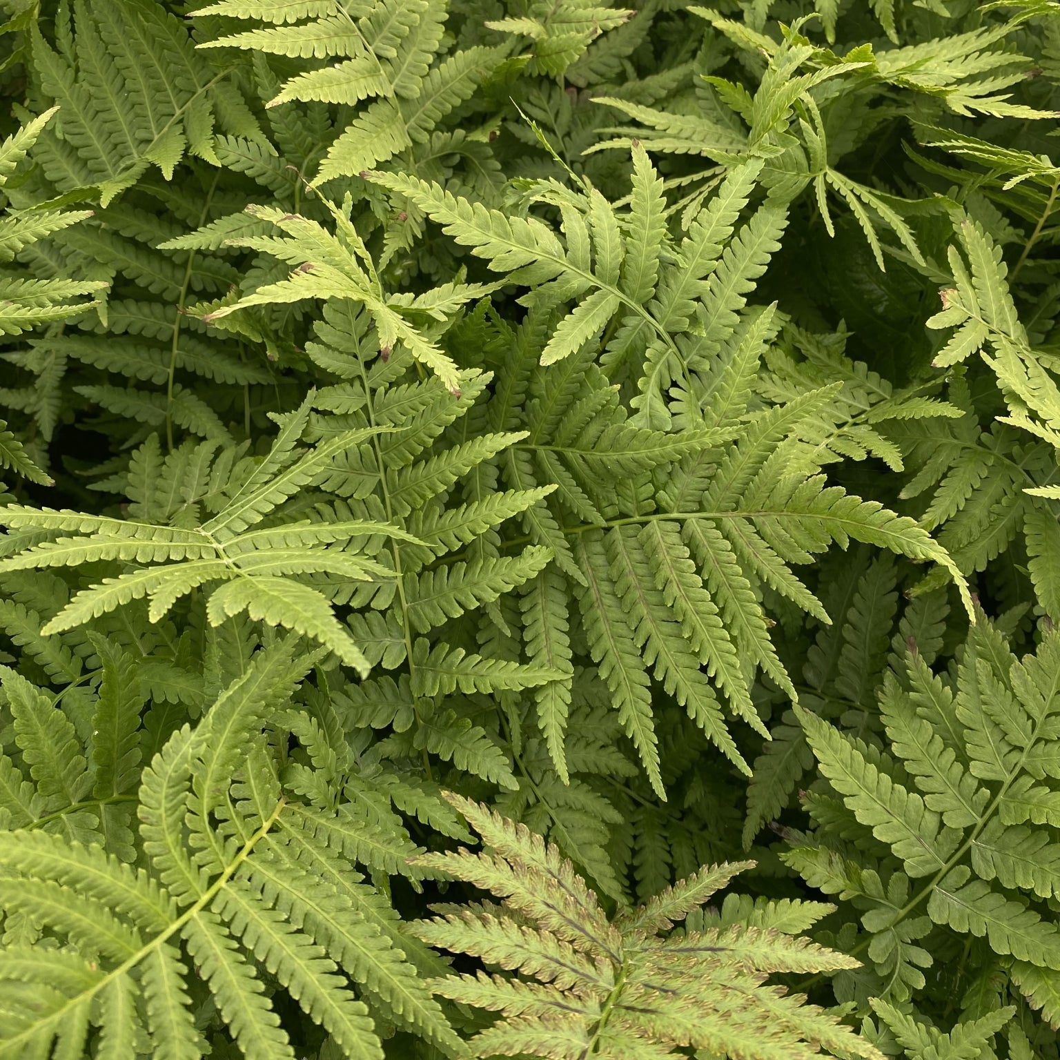 Matteucia struthiopteris - 2L - Pot image 0