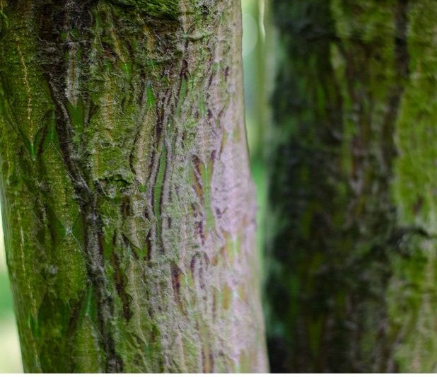 Acer davidii 10L Pot image 0