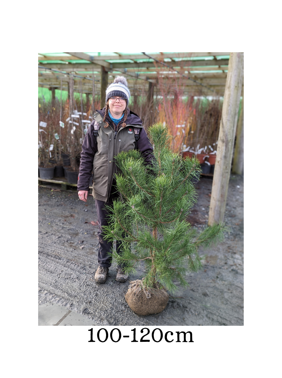 Pinus sylvestris (Scots Pine) -Root Balled -  Available Nov-March image 1